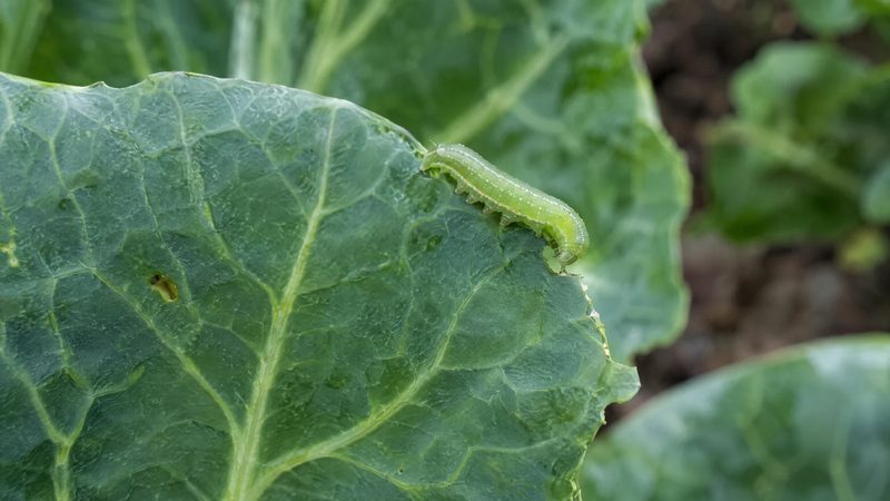 One small green caterpillar on the edge of a mostly intact cabbage leaf.