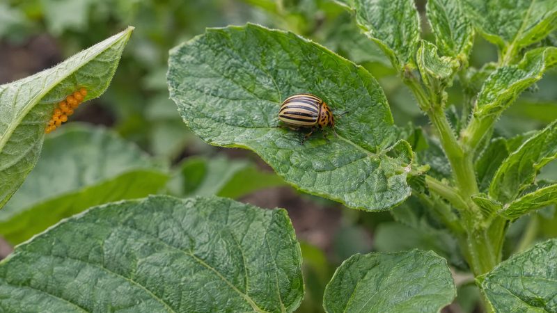 One yellow and black striped Colorado potato beetle on a green potato leaf, with a small cluster of orange eggs on a nearby leaf.