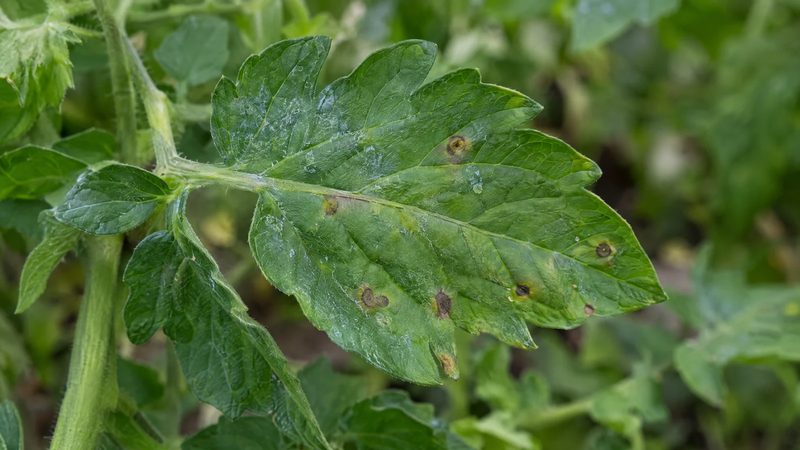 Tomato leaf with a few small dark leaf spots and a light bluish residue on mostly healthy green foliage.