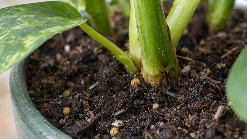Three small dark fungus gnats resting on moist potting mix beside a healthy houseplant stem, with a few tan granules on the soil.