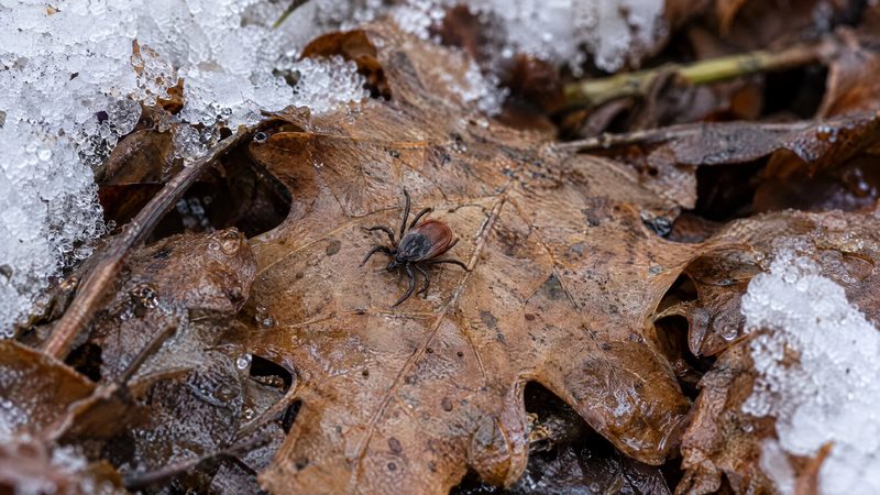 One small dark tick sits on a brown oak leaf in leaf litter edged with melting snow.