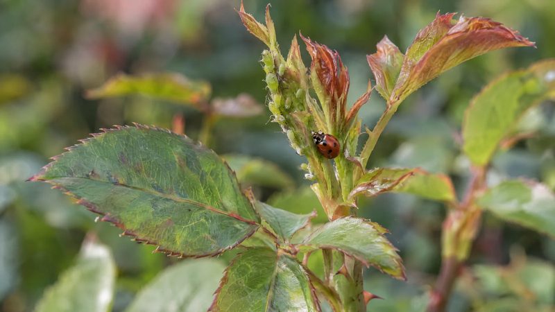 A few green aphids clustered on a young rose stem, with a lady beetle on a nearby leaf.