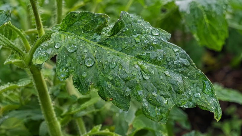 Fine droplets beaded on the waxy surface of a healthy green tomato leaf in morning light.