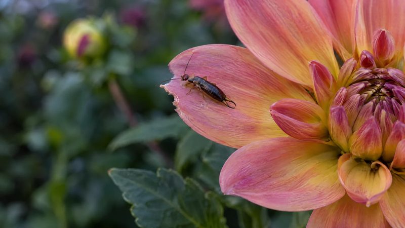 A reddish-brown earwig with curved tail pincers resting on a dahlia petal with a small chewed edge.