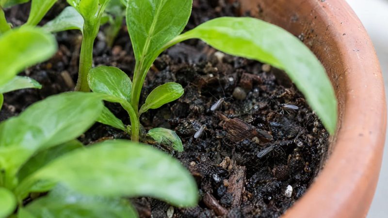 A few small dark fungus gnats resting on moist potting mix beside healthy seedlings.