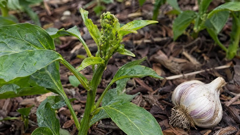A few green aphids on the tip of a healthy pepper shoot, with a garlic bulb lying on the mulch beneath the plant.