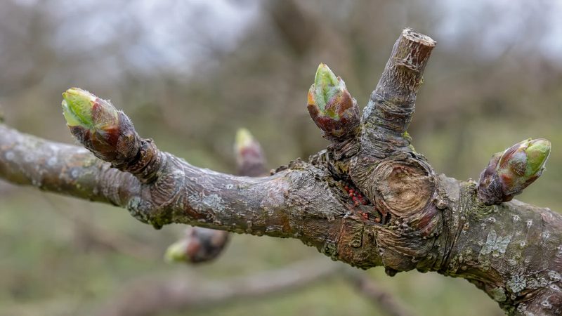 A dormant apple twig with buds at green tip and a few tiny red mite eggs near a spur.