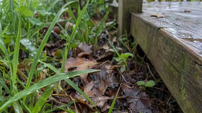 One small dark flea on a grass blade in a shaded, damp patch of lawn beside the edge of a wooden deck.