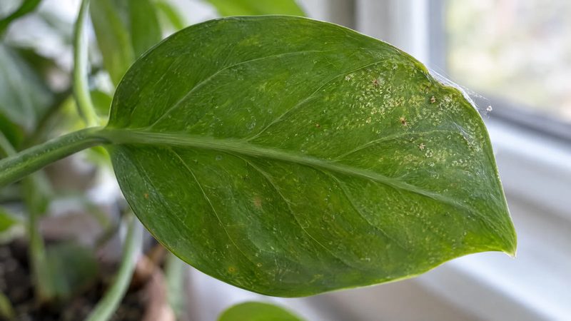 Underside of a green houseplant leaf with light pale speckling, a few tiny mites and a thin strand of webbing near its edge.