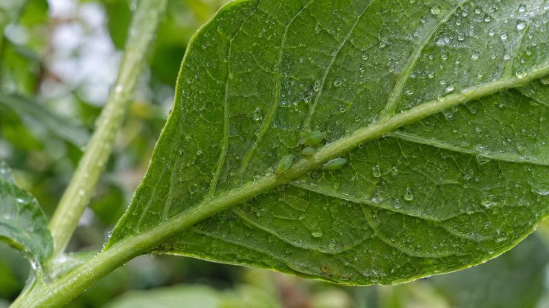 Underside of a green pepper leaf with clear spray droplets and a few small green aphids near the central vein.