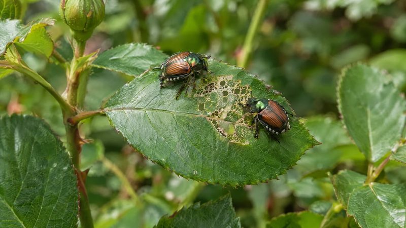 Two metallic green Japanese beetles with copper wing covers on a rose leaf with a small skeletonized patch.