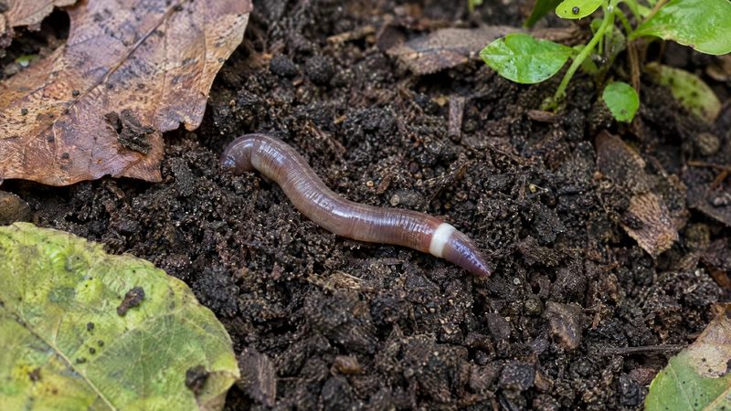 One glossy gray-brown worm with a pale smooth band near its head on crumbly, coffee-ground-textured soil next to fallen leaves.