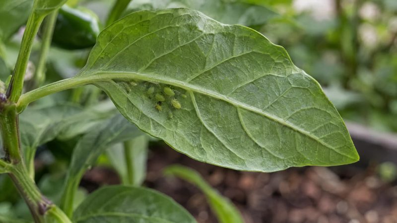 Underside of a healthy pepper leaf with a small cluster of green aphids beside the central vein.
