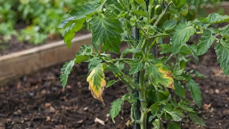 Lower tomato leaves with yellow and brown edges from potassium deficiency below healthy green upper leaves.
