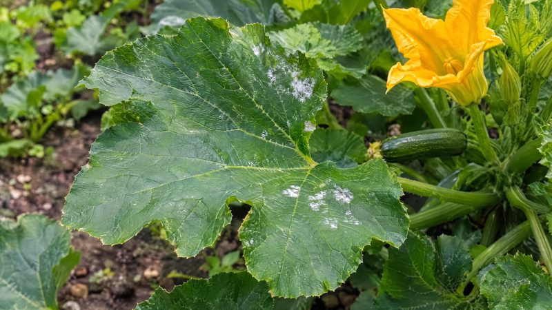 Zucchini leaf with a few small white powdery mildew patches among healthy green leaves and a yellow squash flower.