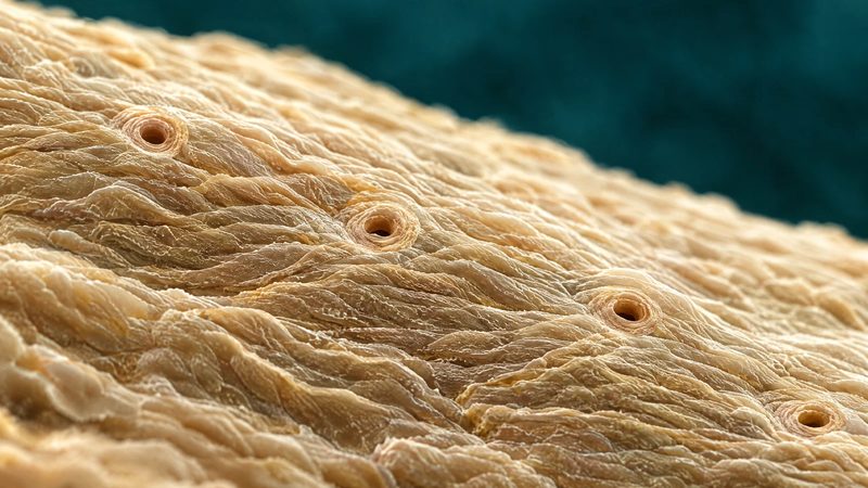 Micrograph-style texture of a skin surface with fine ridges and a few small round openings, in ivory on deep teal.