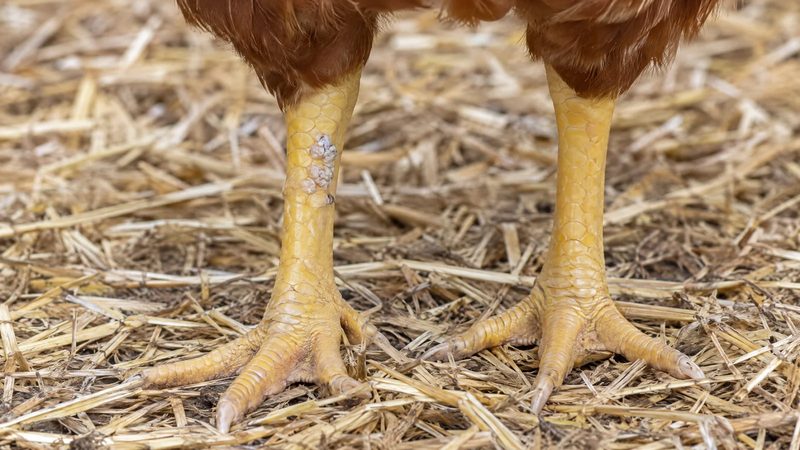 Hen's lower legs on straw, one shank showing a few slightly raised whitish scales, the rest smooth and yellow.