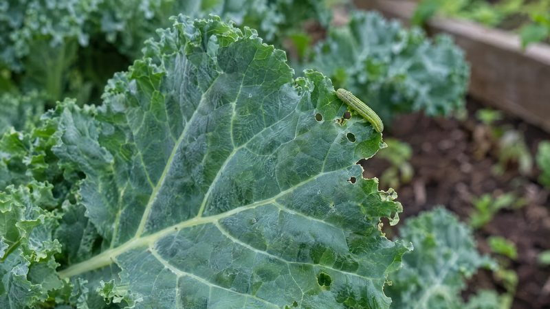 A single small green caterpillar on a mostly undamaged kale leaf with a few small holes.
