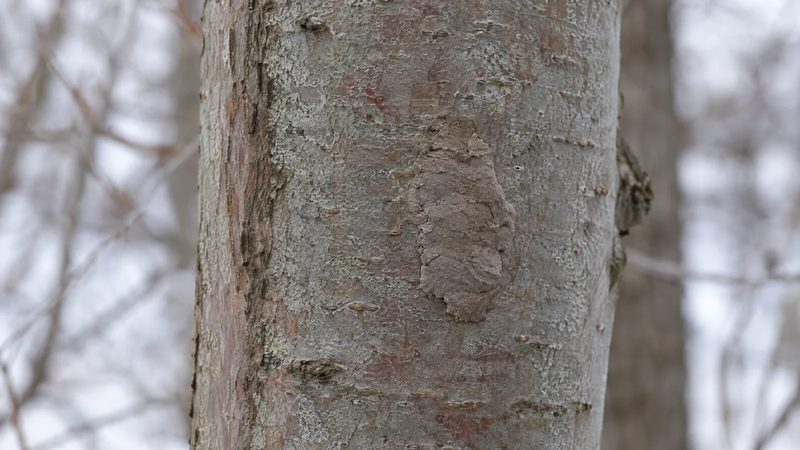 A flat, gray-brown spotted lanternfly egg mass on smooth maple bark.