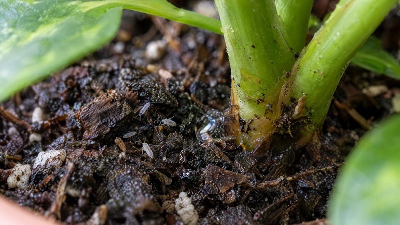 A few tiny pale springtails on damp potting soil at the base of a healthy stem.