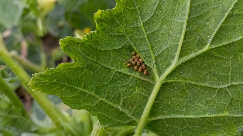 A small cluster of glossy bronze oval eggs between the veins on the underside of a green squash leaf.