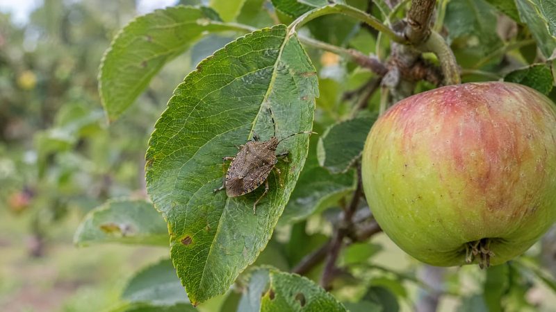 One mottled brown stink bug with white-banded antennae sits on a green apple leaf next to a ripening apple.
