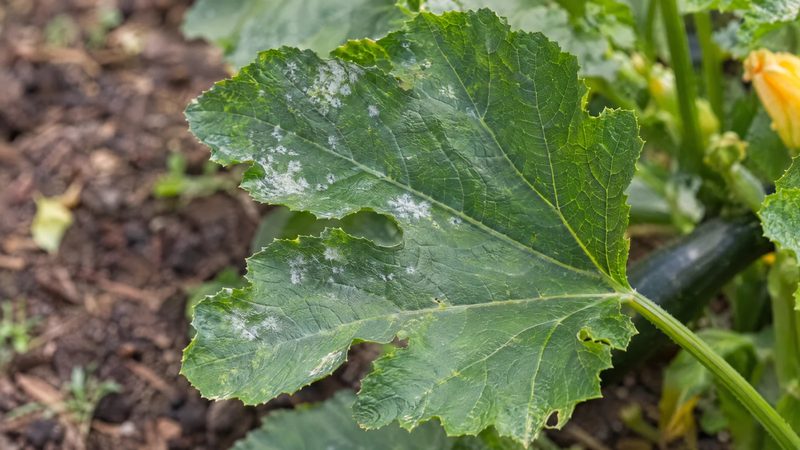 Zucchini leaf with a few small white powdery mildew spots on mostly healthy green tissue.