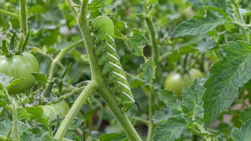 A green tomato hornworm with white diagonal stripes on a tomato stem, with a few chewed leaflets.