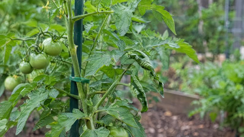 A garden tomato plant with green lower leaflets rolled upward and inward and healthy, flat upper leaves.