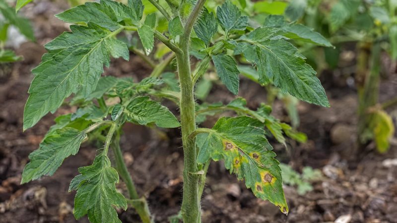 A lower tomato leaf with a few brown ringed spots and yellowing edges beneath healthy green foliage.
